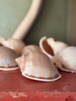 SanDahlia schelpen Schelp Cassis Bandatum Schelp Cassis Bandatum