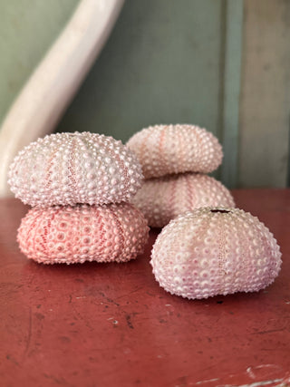 SanDahlia schelpen Zee egel set van 5 zacht roze Zee egel set van 5 zacht roze