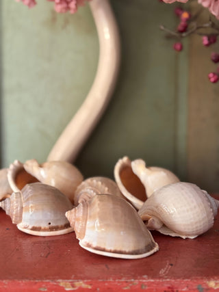 SanDahlia schelpen Schelp Cassis Bandatum Schelp Cassis Bandatum