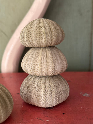 SanDahlia schelpen Zee egel set van 3 groen Zee egel set van 3 groen