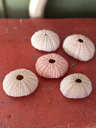 SanDahlia schelpen Zee egel set van 5 zacht roze Zee egel set van 5 zacht roze