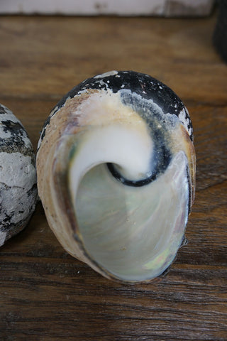 SanDahlia schelpen Schelp zwart - wit Schelp zwart - wit