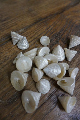 SanDahlia schelpen witte schelp witte schelp