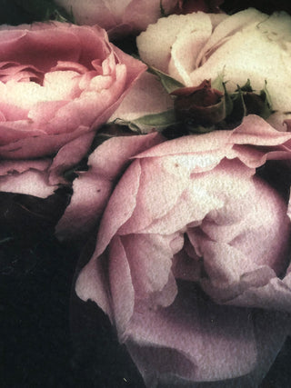 SanDahlia deurmat Deurmat rozen
